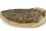 Rare, Calymenid (Pradoella) Trilobite - Jbel Kissane, Morocco #242424-2